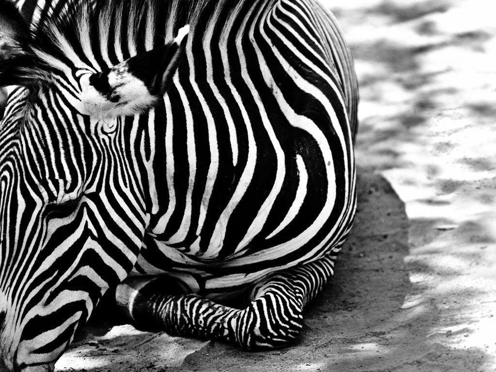 Zebra Wallpaper High Quality HD 17923