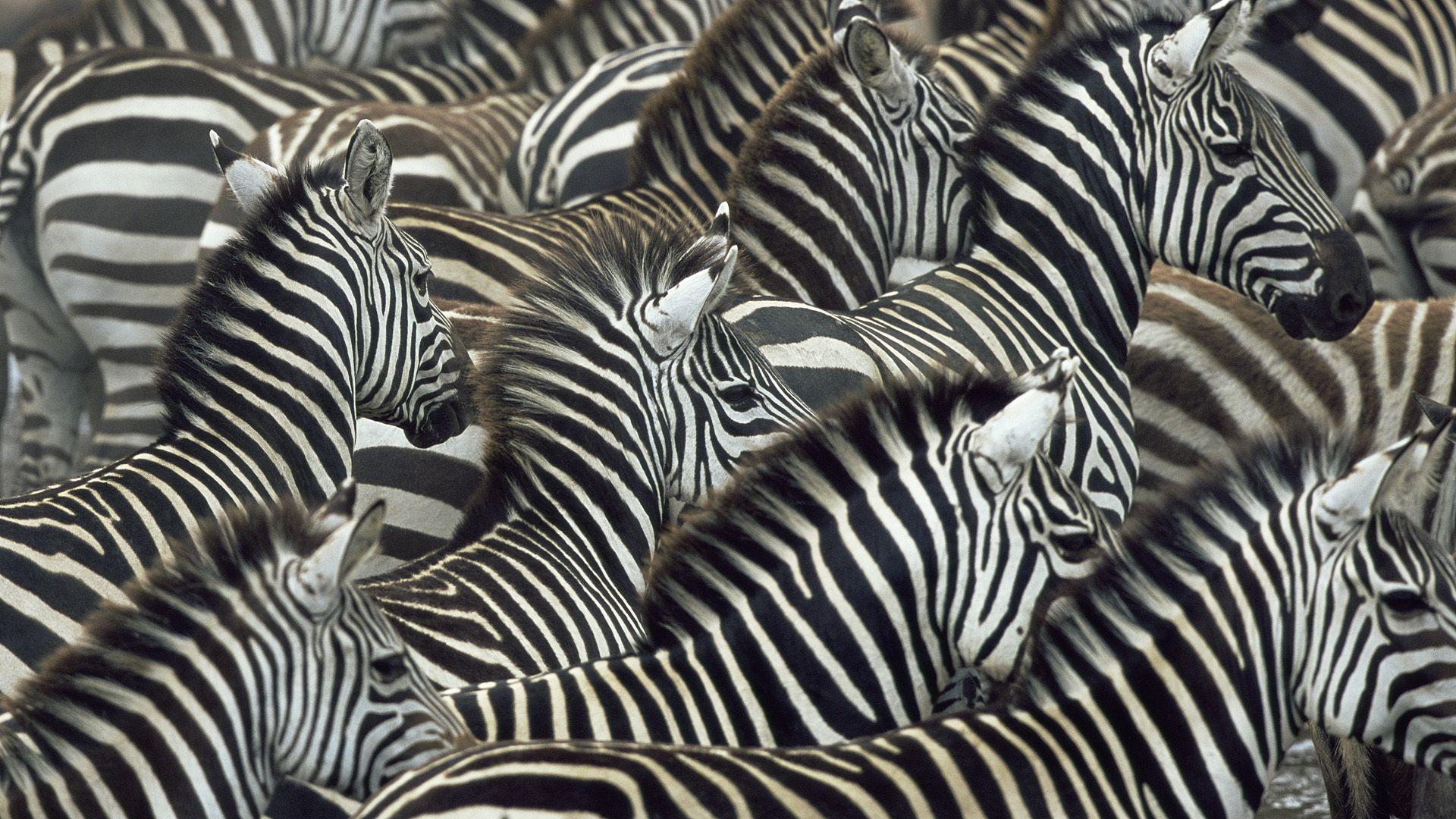 Zebra Wallpaper HD