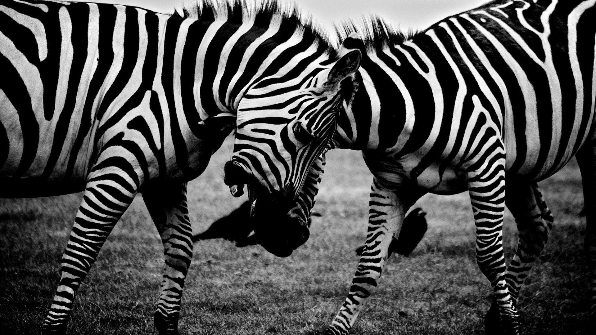 Fighting zebras HD desktop wallpaper, Widescreen, High