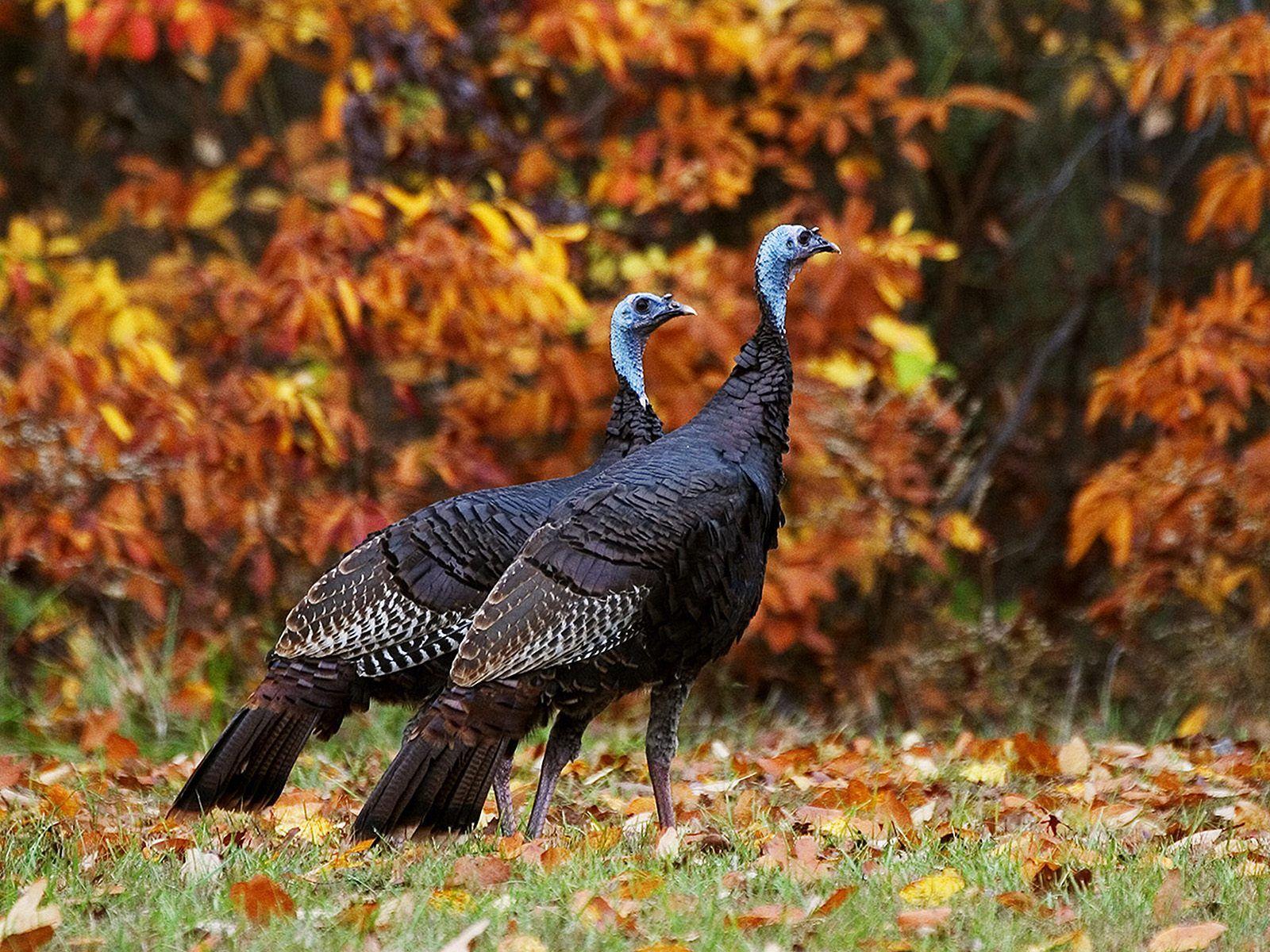 Wild Animals Free Turkeys In Autumn 444902 Wallpaper wallpaper