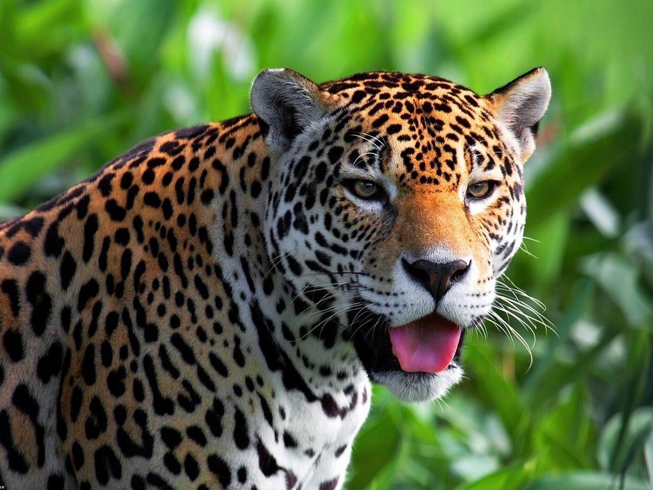 Jaguar Guyana National Animal