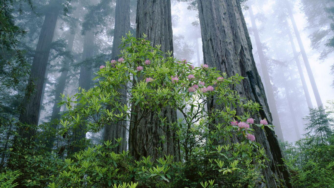 Redwood National and State Parks widescreen wallpaper. Wide