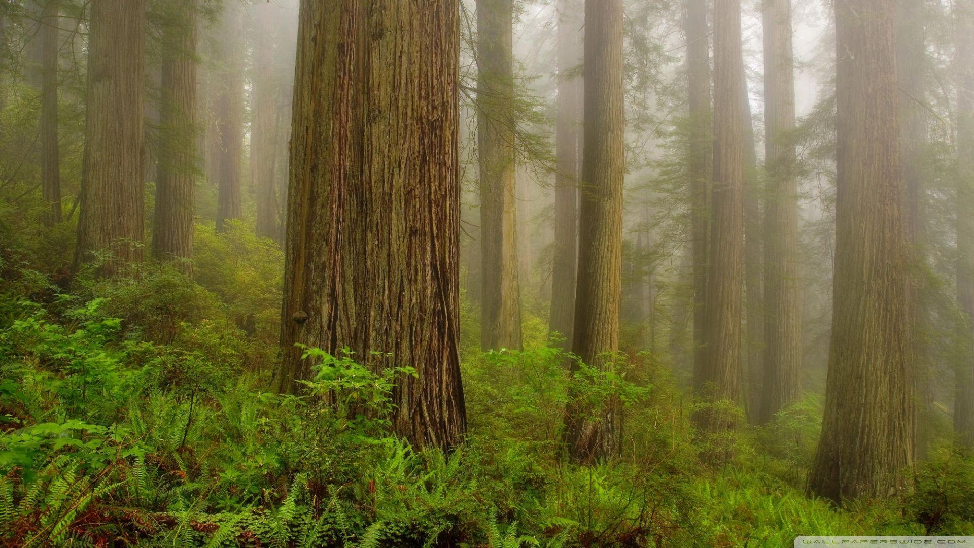 Redwoods Wallpaper