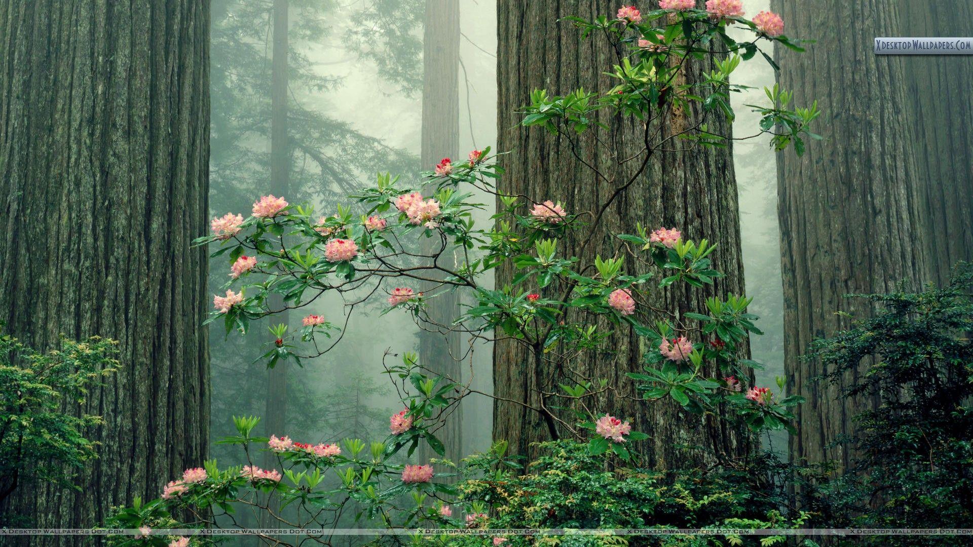 Rhododendrons in Bloom, Redwood National Park, California Wallpaper