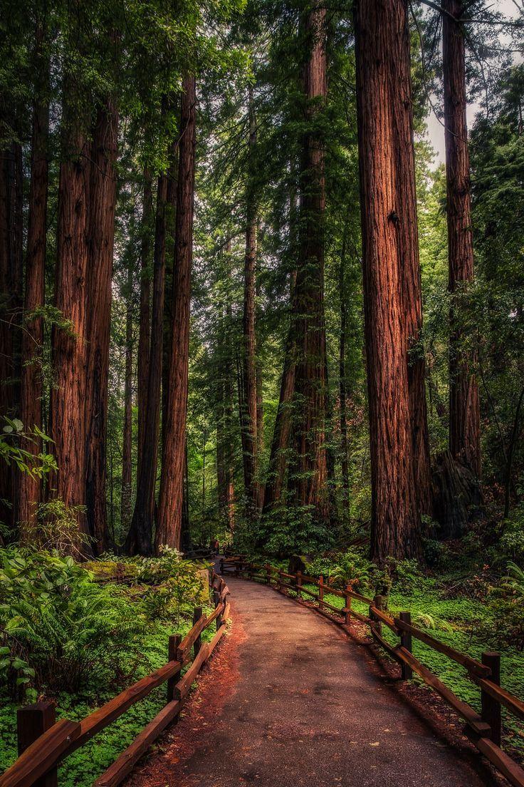 best California Redwoods image. Nature