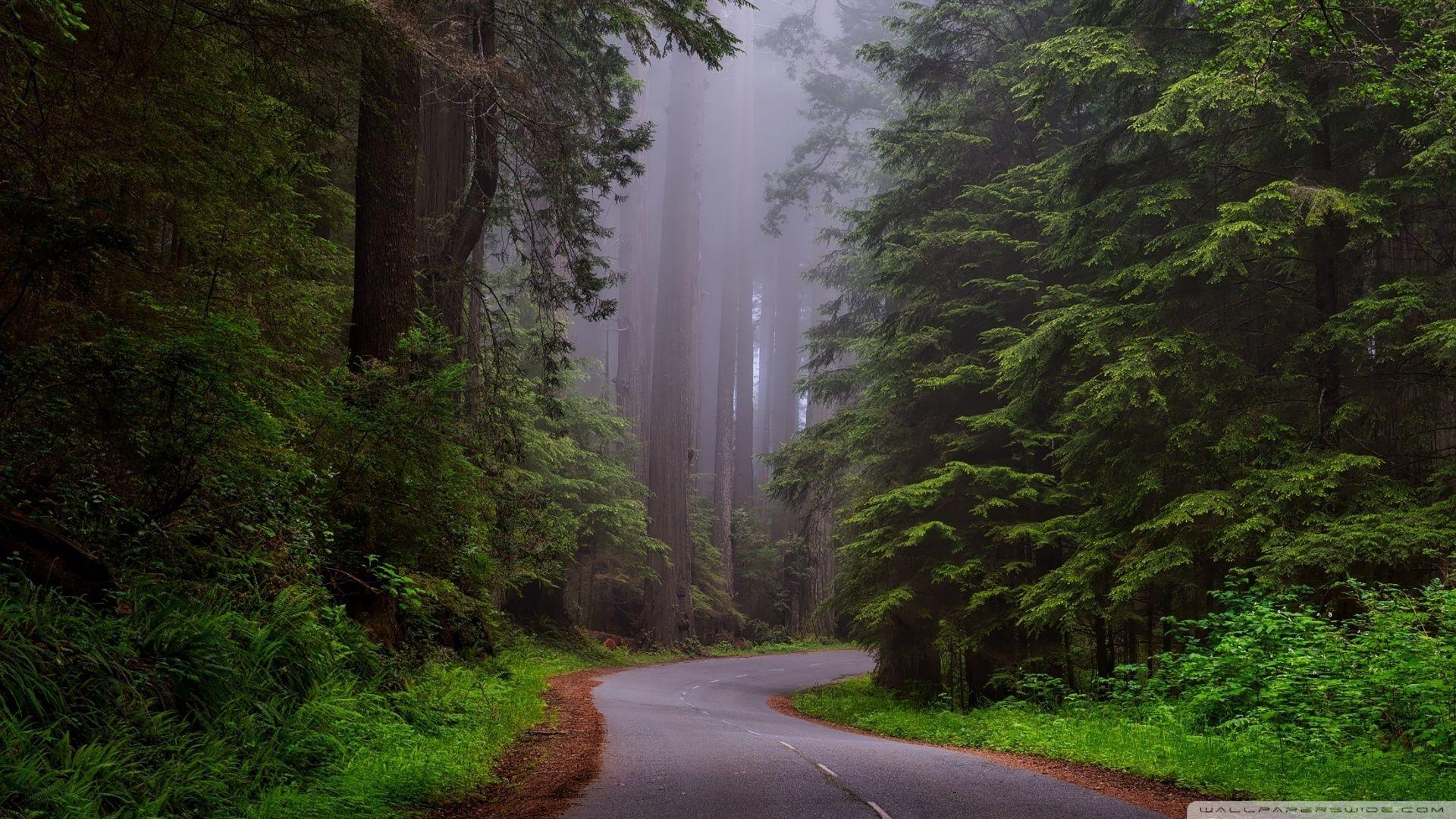 Redwood National Park, California HD desktop wallpaper