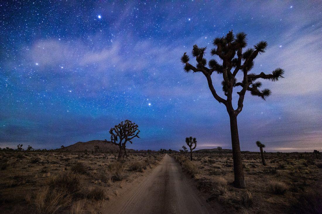 Joshua Tree National Park Winter