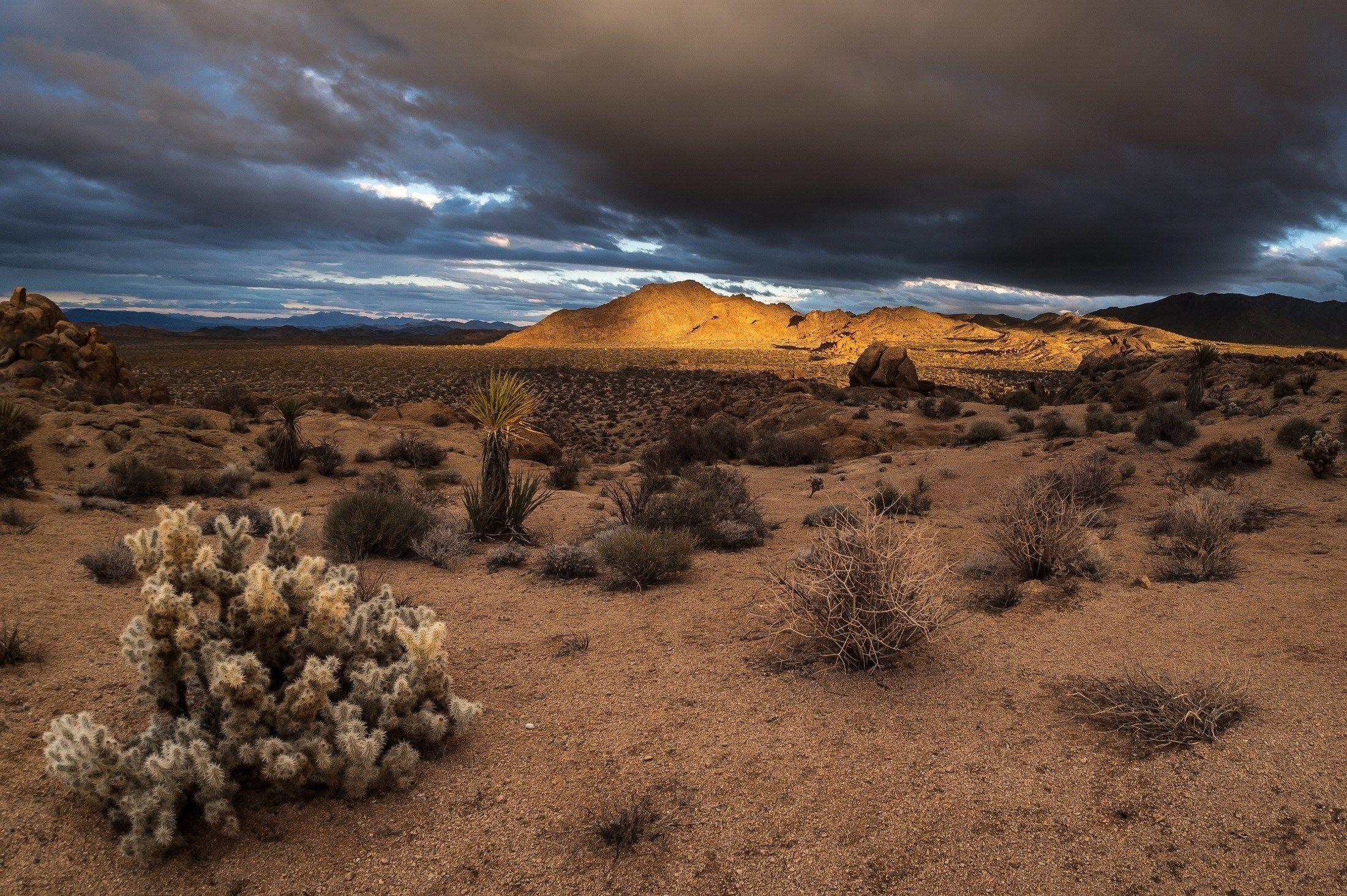 joshua tree national park wallpaper and background