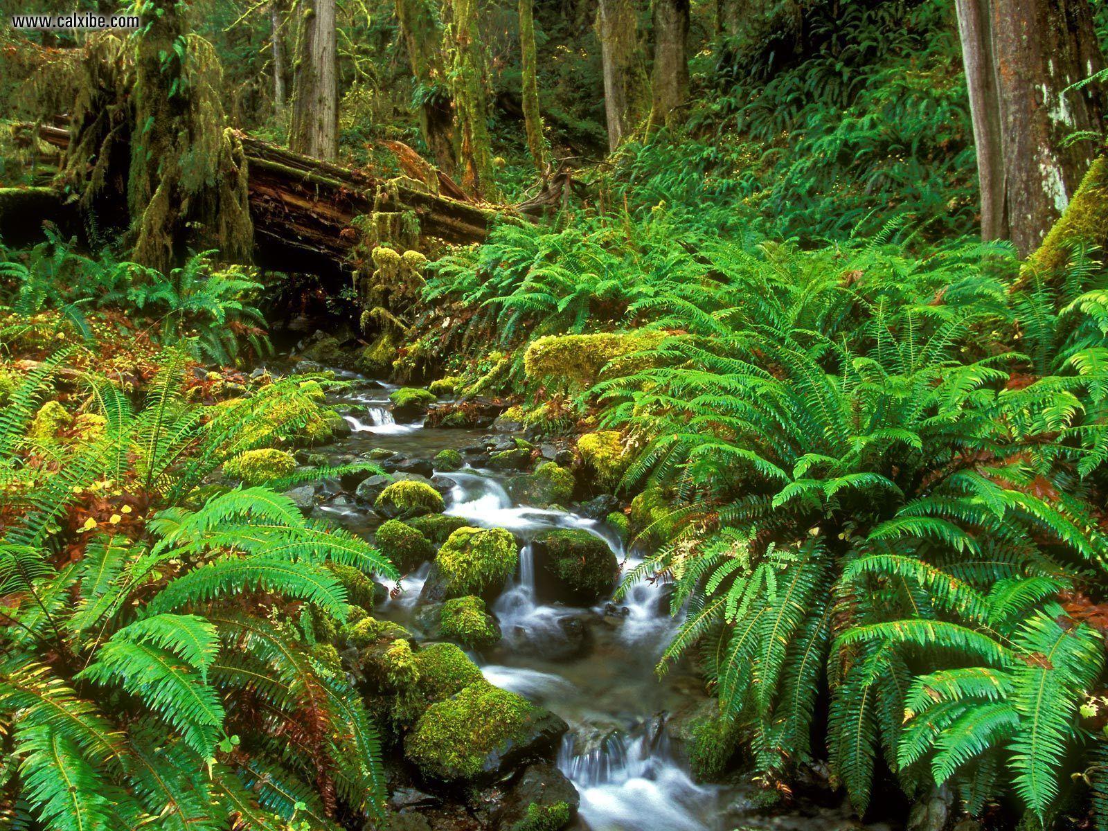 Nature: Rainforest Stream Olympic National Park Washington