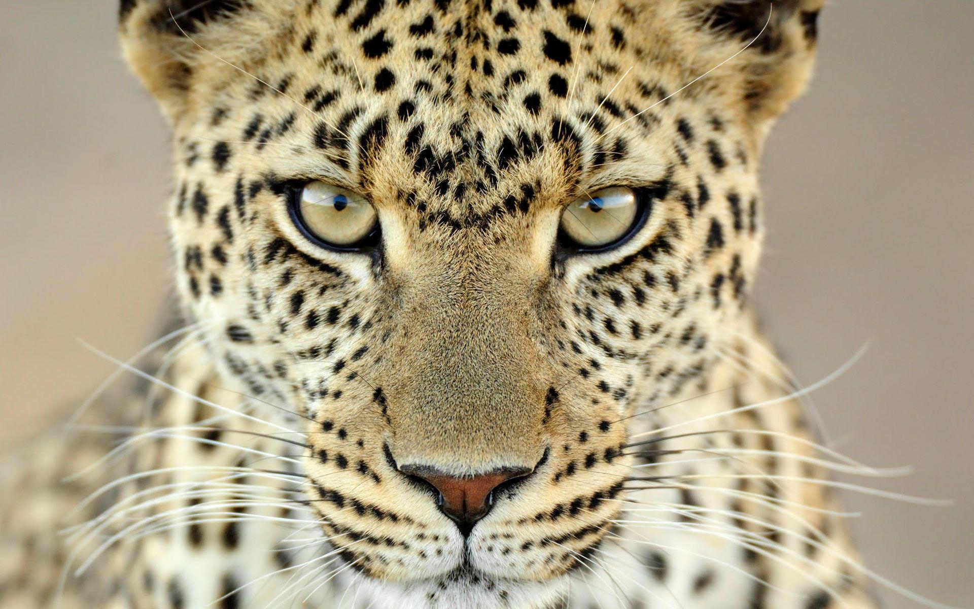 Female Leopard Tanzania Wallpaper