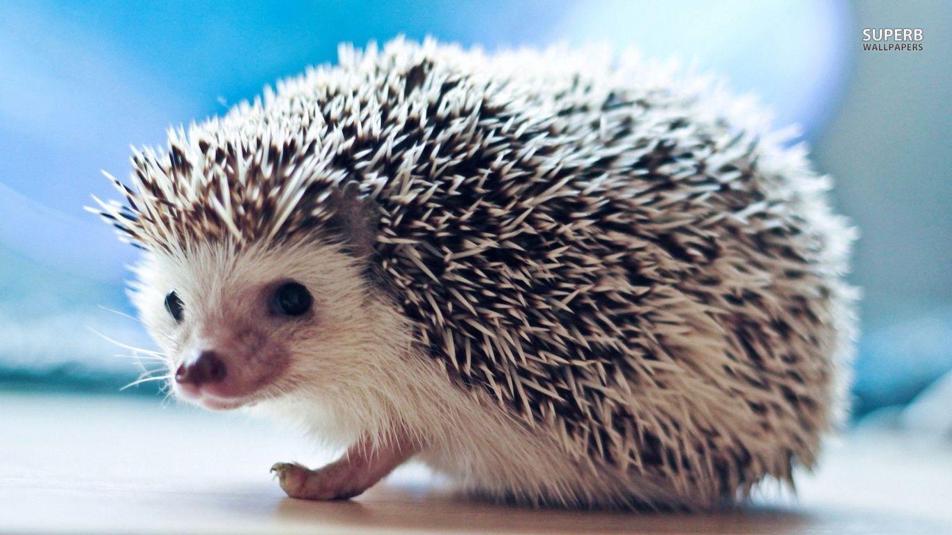 Cute Baby Hedgehogs Cute baby hedgehog wallpaper. Prickly, hedgy