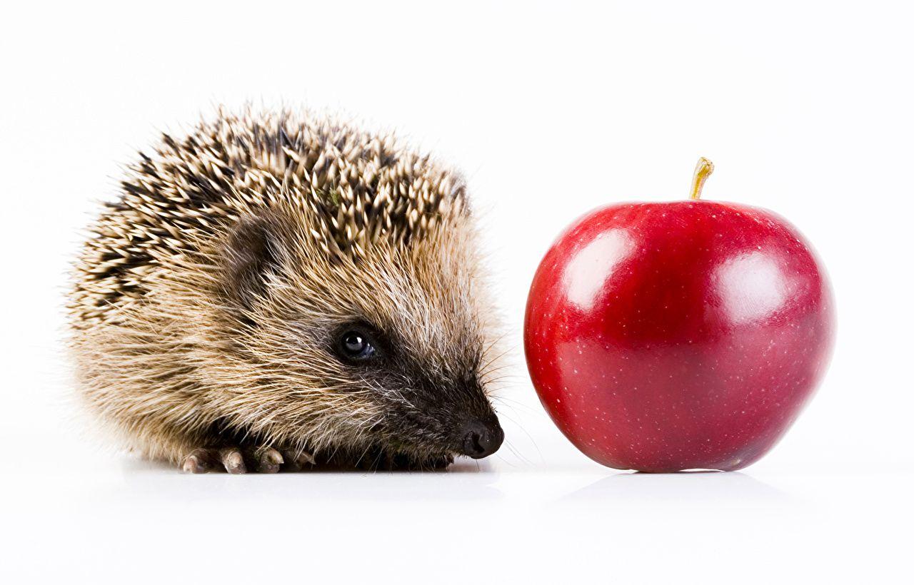 Hedgehogs Red Apples Animals White background