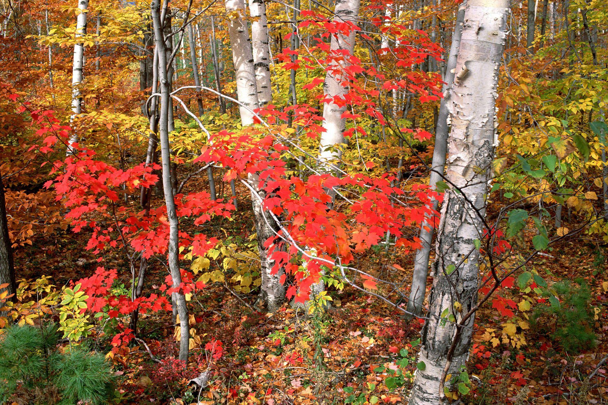 Maples Ash and Birch Trees in Autumn Vermont. HD Wallpaper