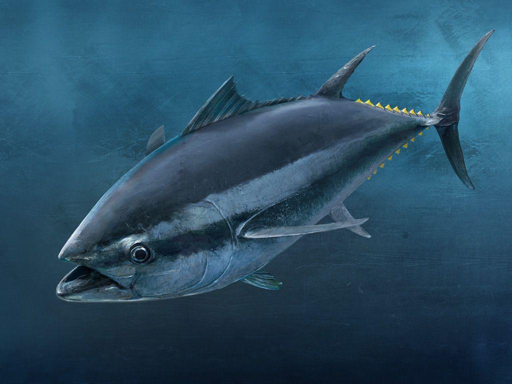 Tuna Fish Wallpaper Background & Wallpaper