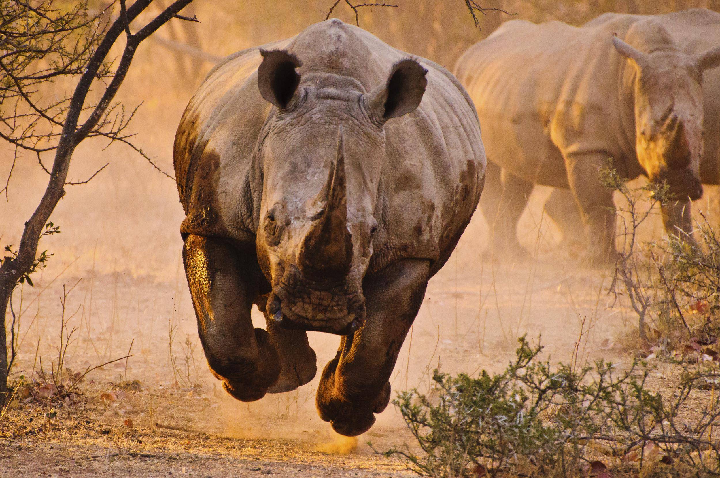 Animal Rhino Wallpaper Angry Picture