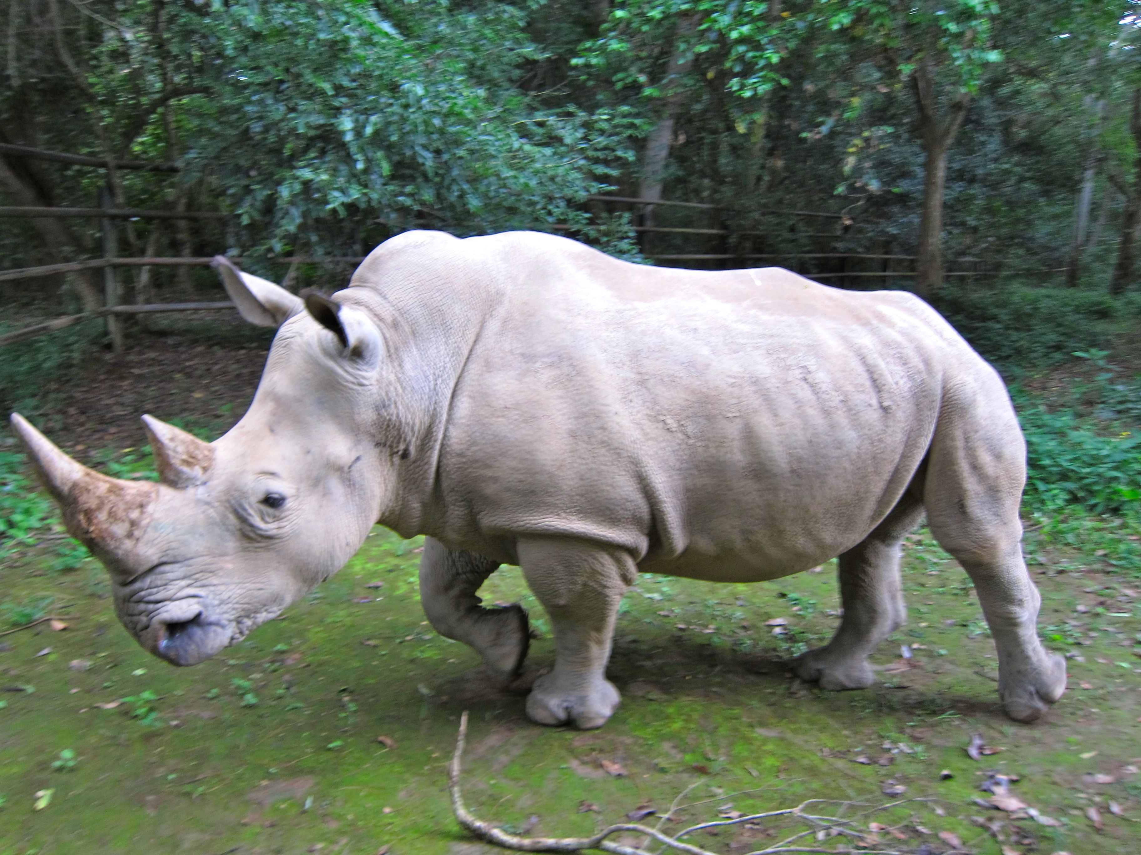 The Northern White Rhino (Ceratotherium simum cottoni) of central
