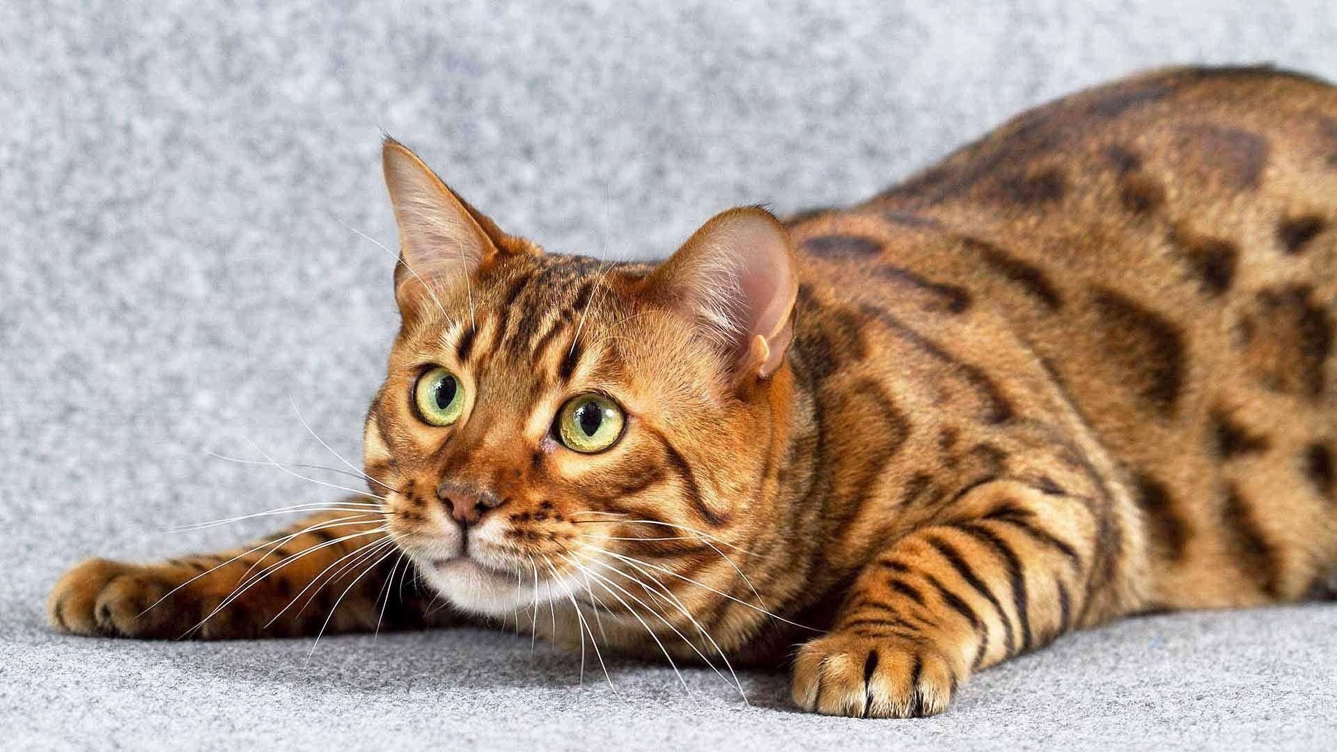 Bengal Cat Wallpaper