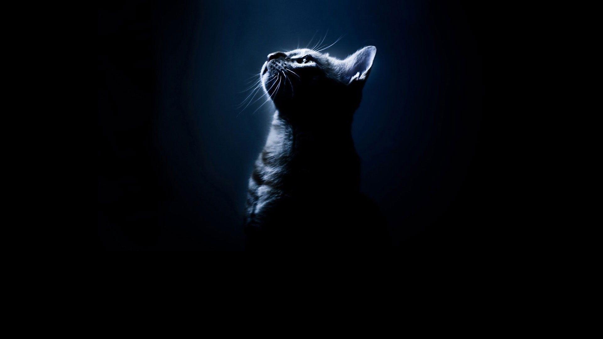 Cats: Silhouettes Cats Black Animals Bengal Cat Photo Gallery