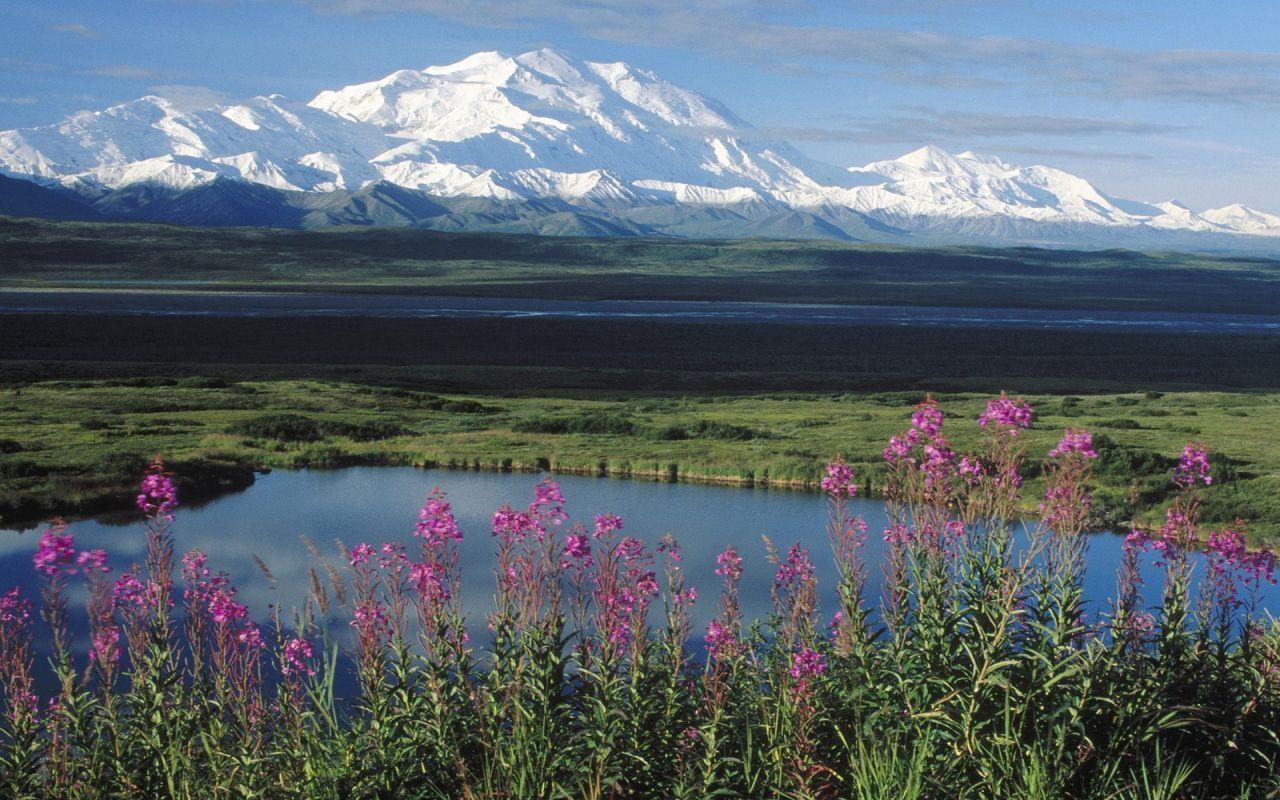 alaska summer mountains and fireweed.. in Alaska, North