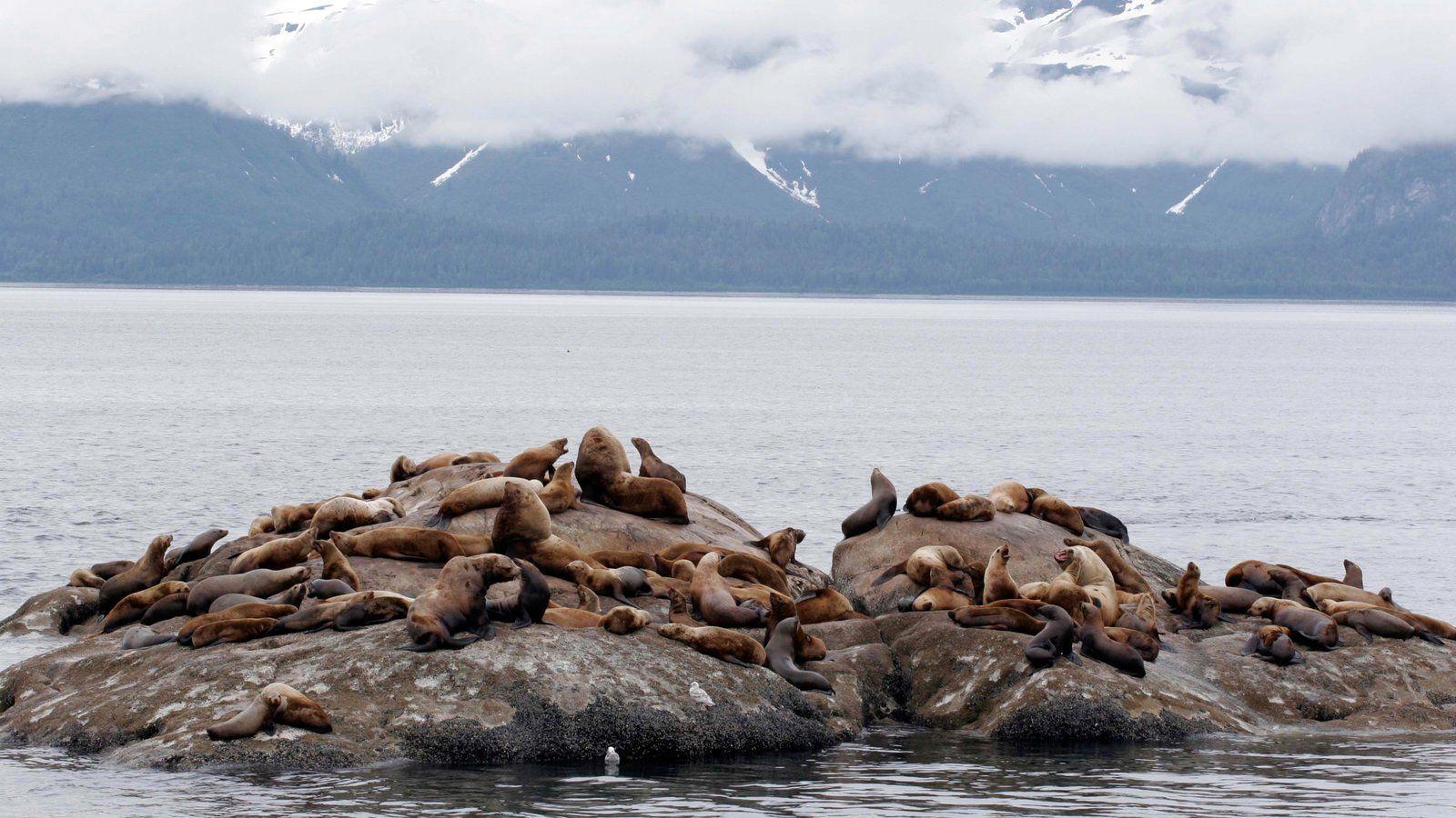 Glacier Bay National Park Picture: View Photo & Image