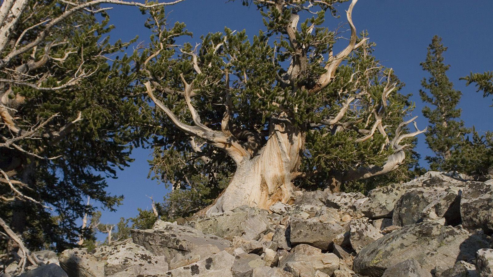 Bristlecone Pines in Great Basin National Park. Photo © Tee Poole
