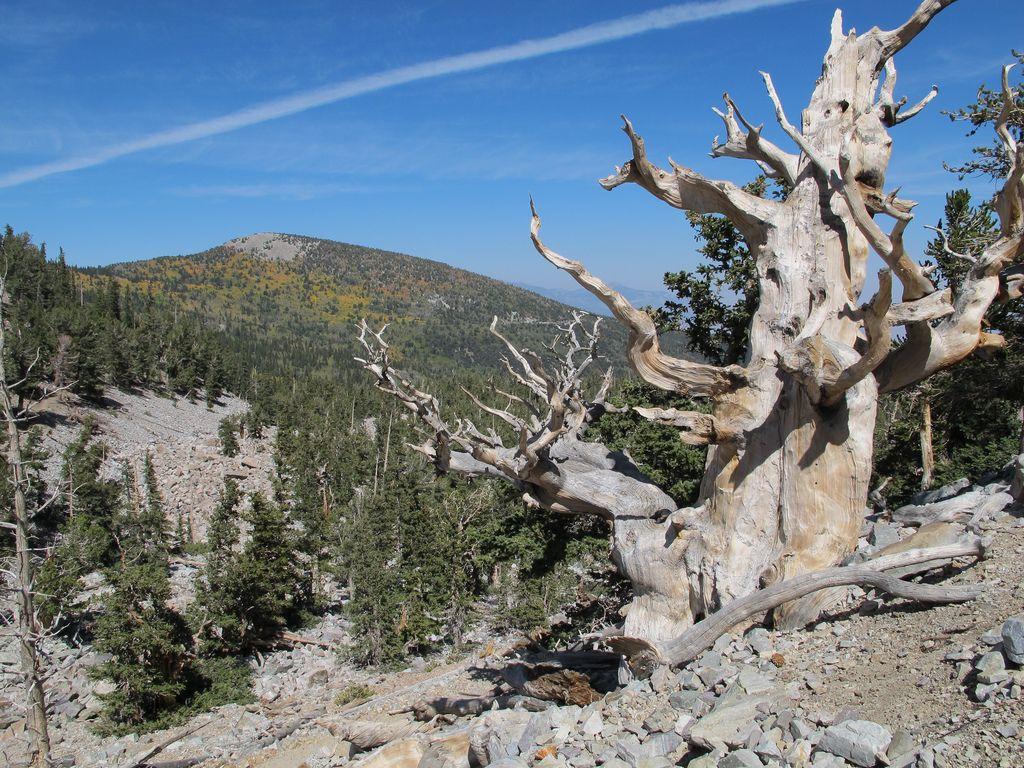 Georgeous Photo of Great Basin National Park in Nevada