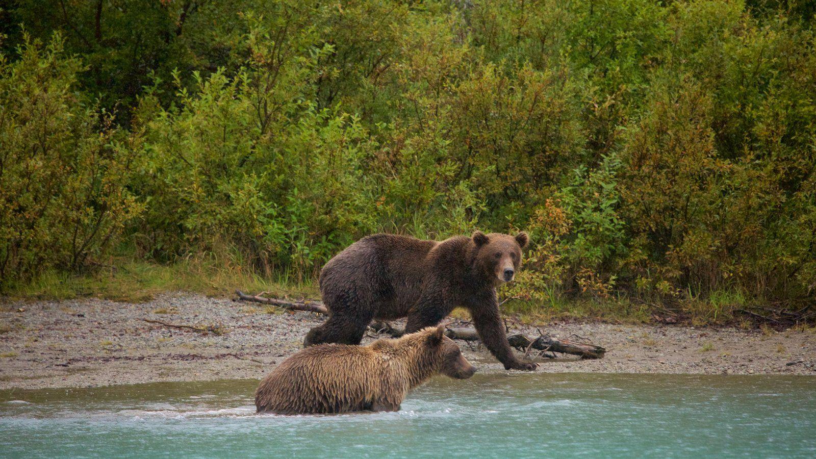 Animal Picture: View Image of Southwest Alaska