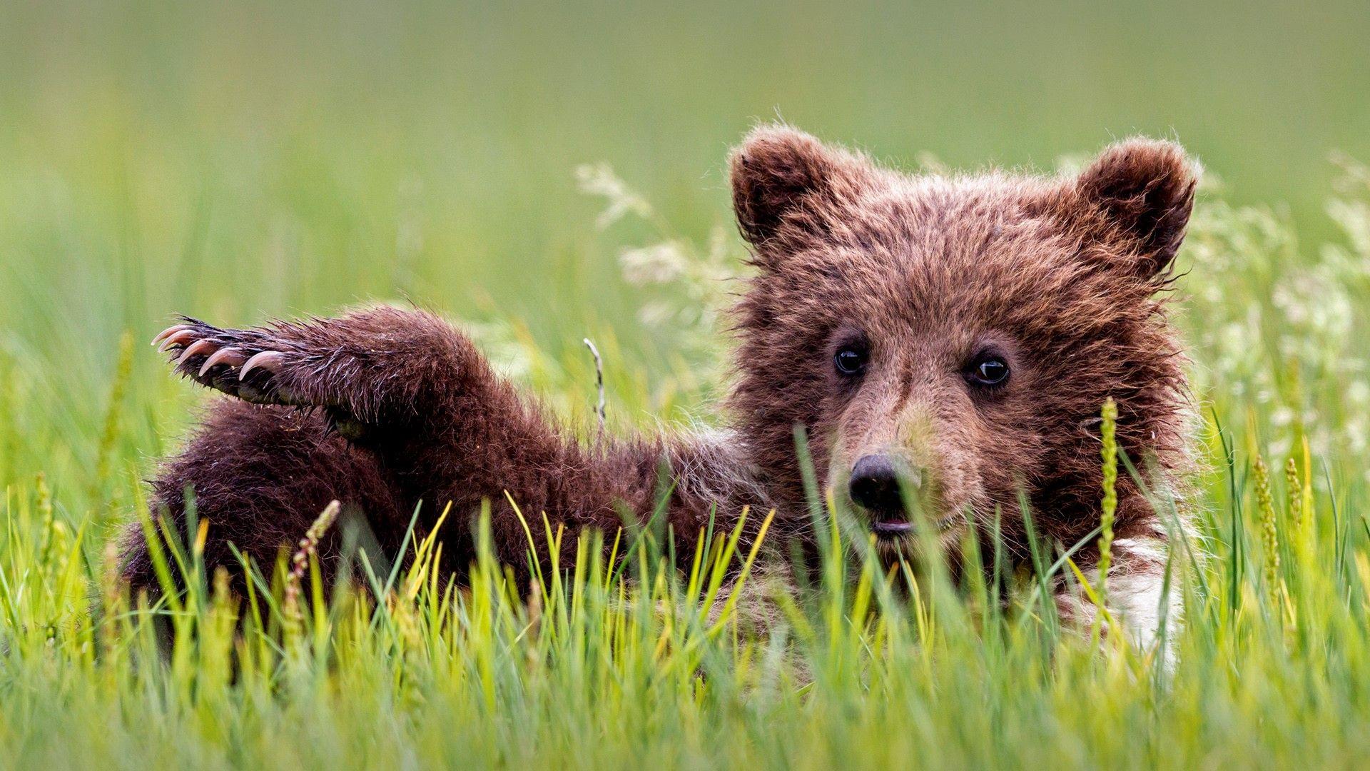 Brown bear cub (Ursus arctos) lying on meadow, Lake Clark National