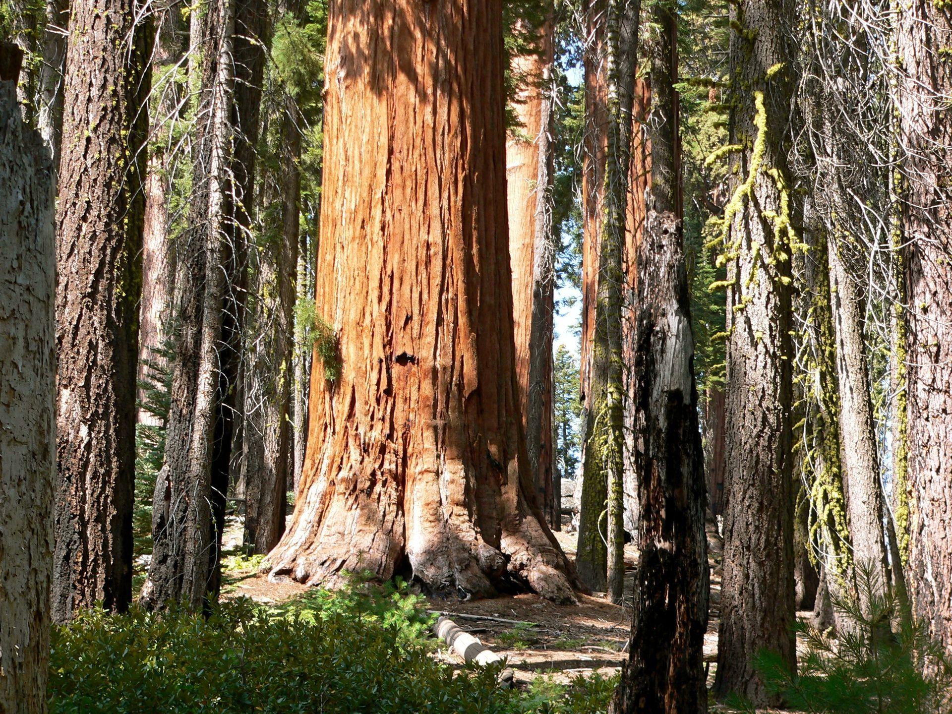 Sequoia national park California Nature Forests 1920x1440