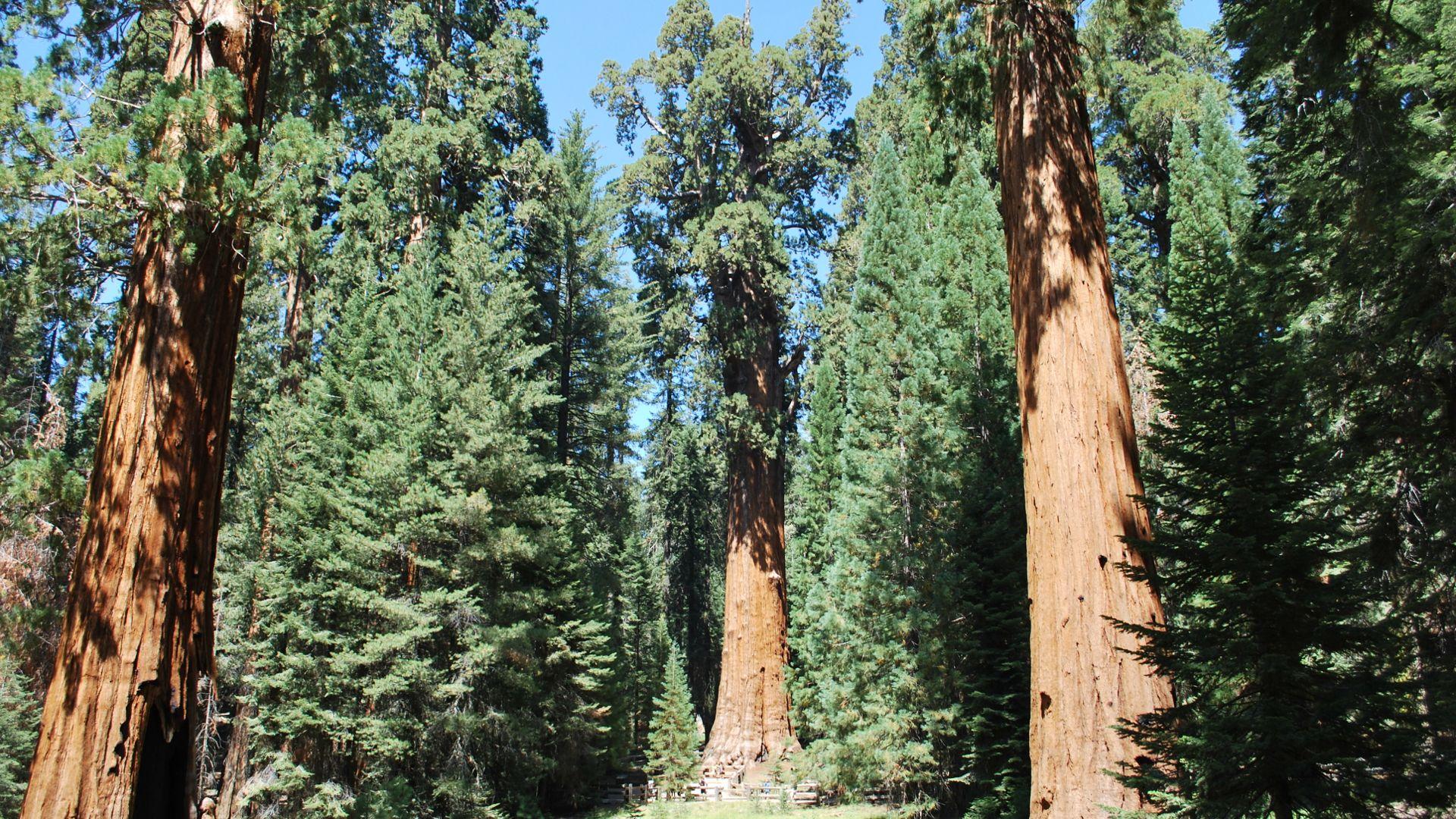 Sequoia National Park Wallpaper High Quality