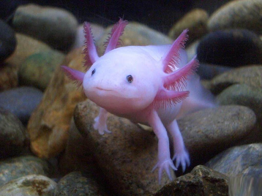 Axolotl Life Pokemon. Fun Animals Wiki, Videos, Picture