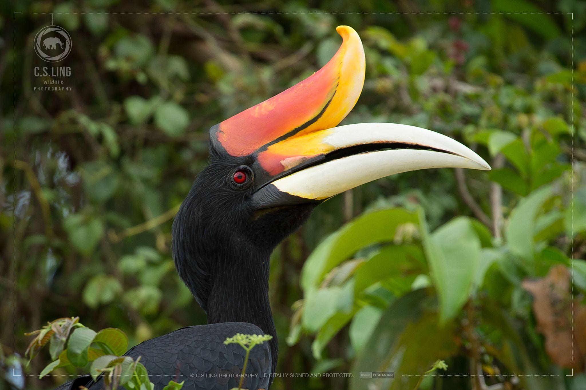 Hornbill HD Wallpaper free