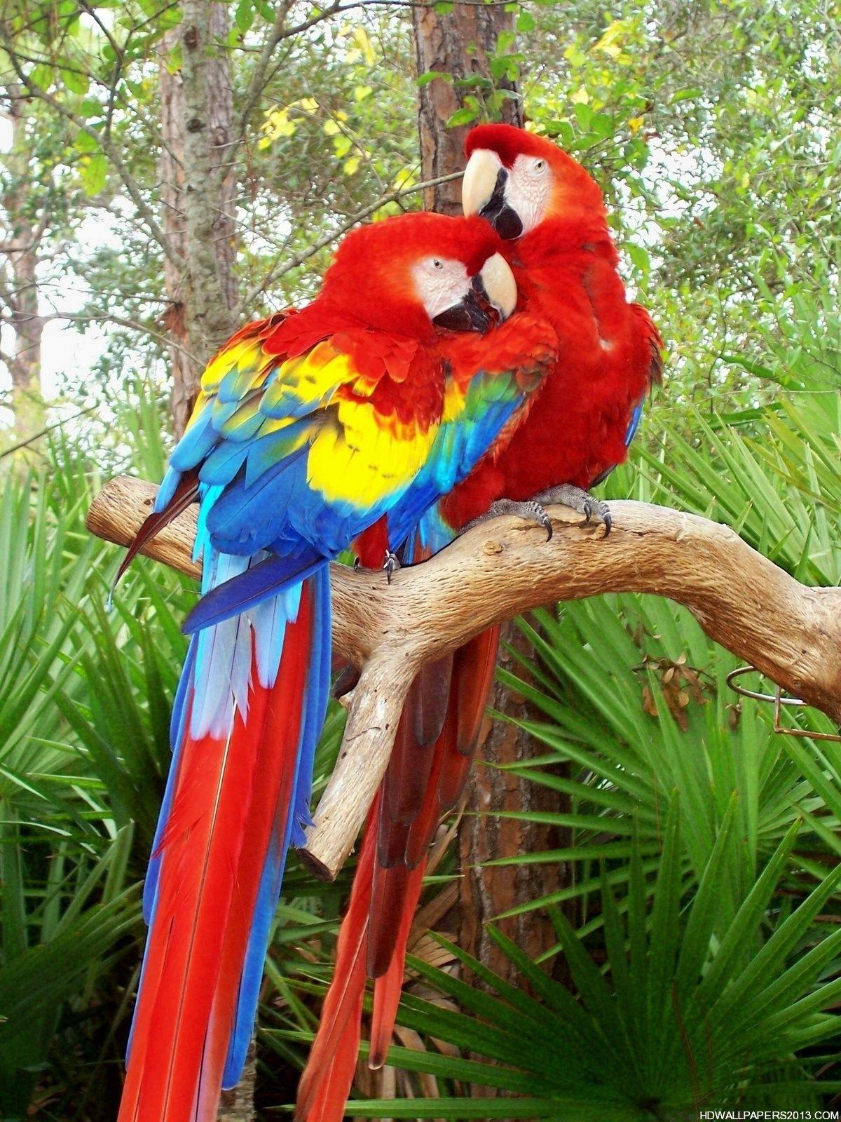 photos of birds. Love Bird Parrot