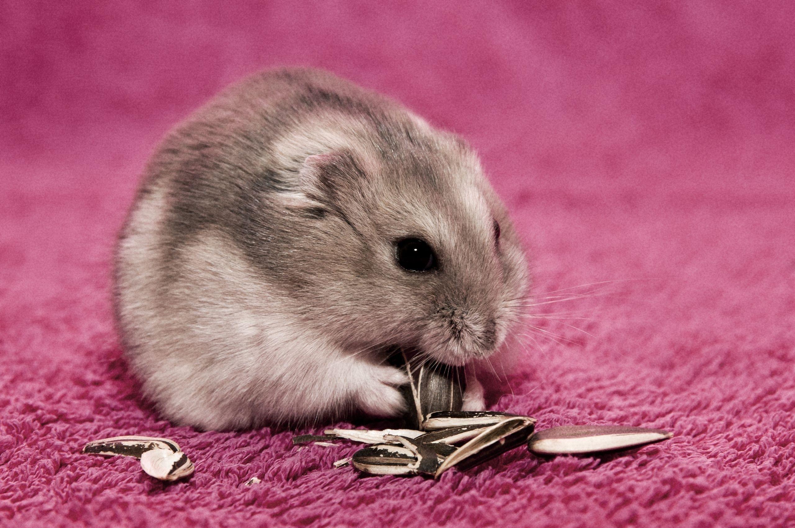 Hamster HD Wallpaper and Background Image