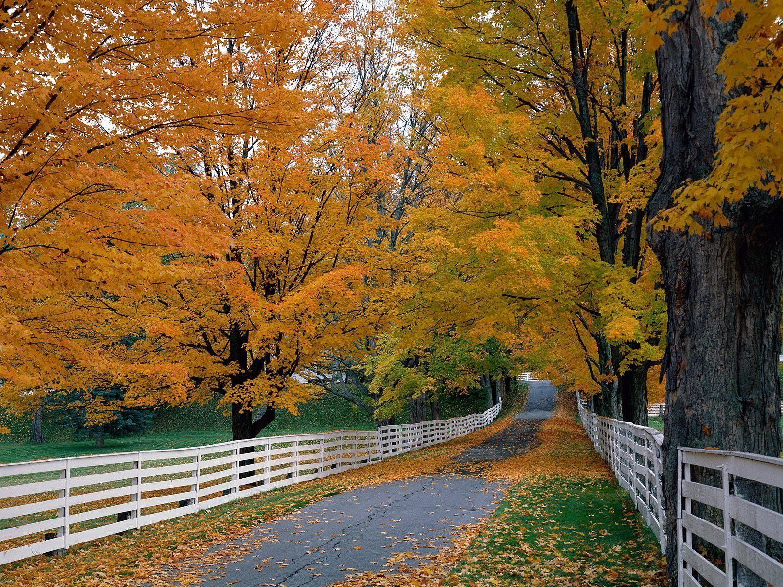 Forest: Autumn Hampshire Backroad Scenic New Fence Forest Wallpaper