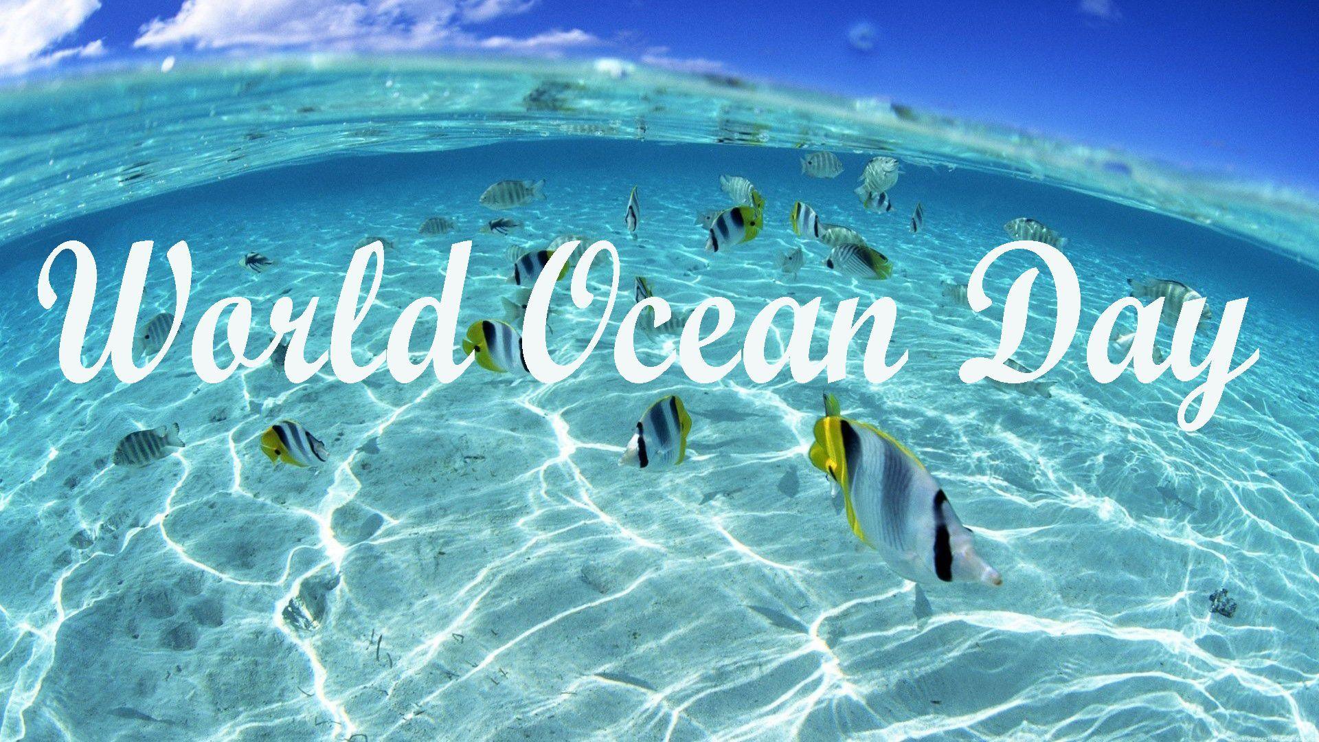 World Ocean Day Under Ocean Fish HD Wallpaper