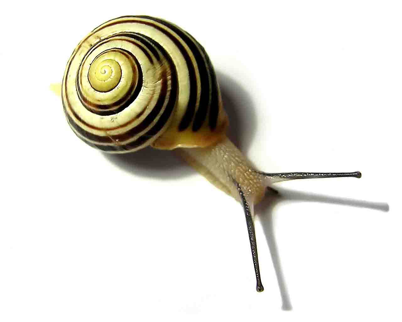 Snail Wallpaper