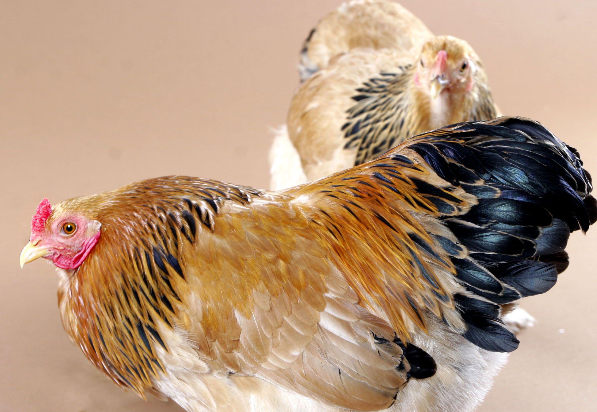 Chicken (Hen) Bird Image Desktop Background Wallpaper