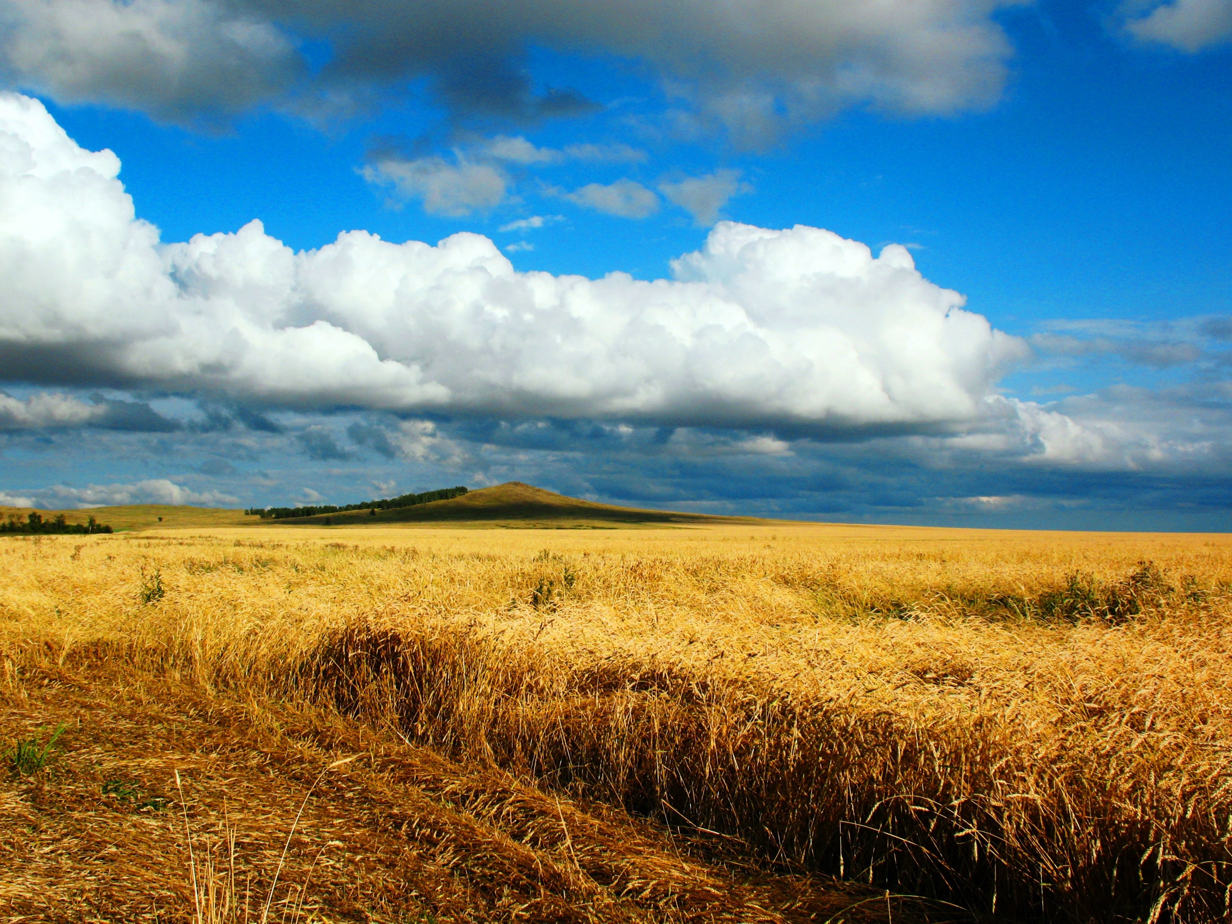 Download wallpaper 4000x3000 field, wheat, autumn, cleaning