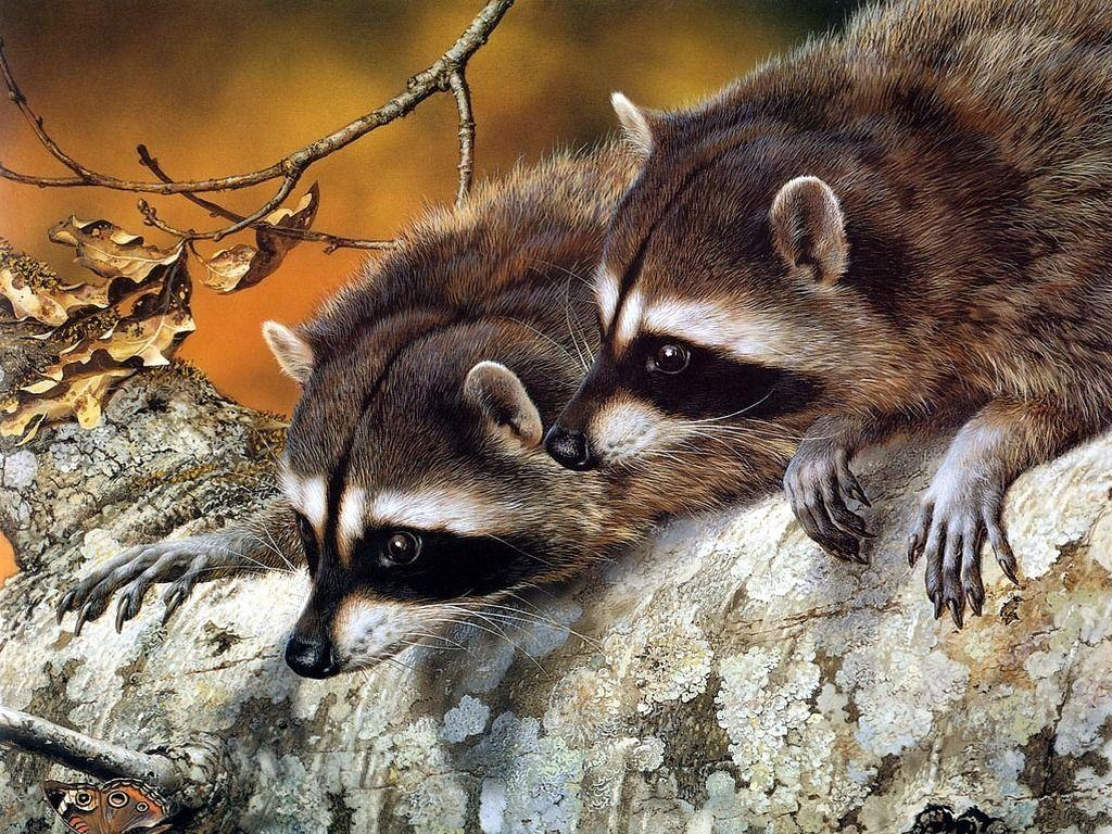 National Geographic image Raccoons HD wallpaper and background
