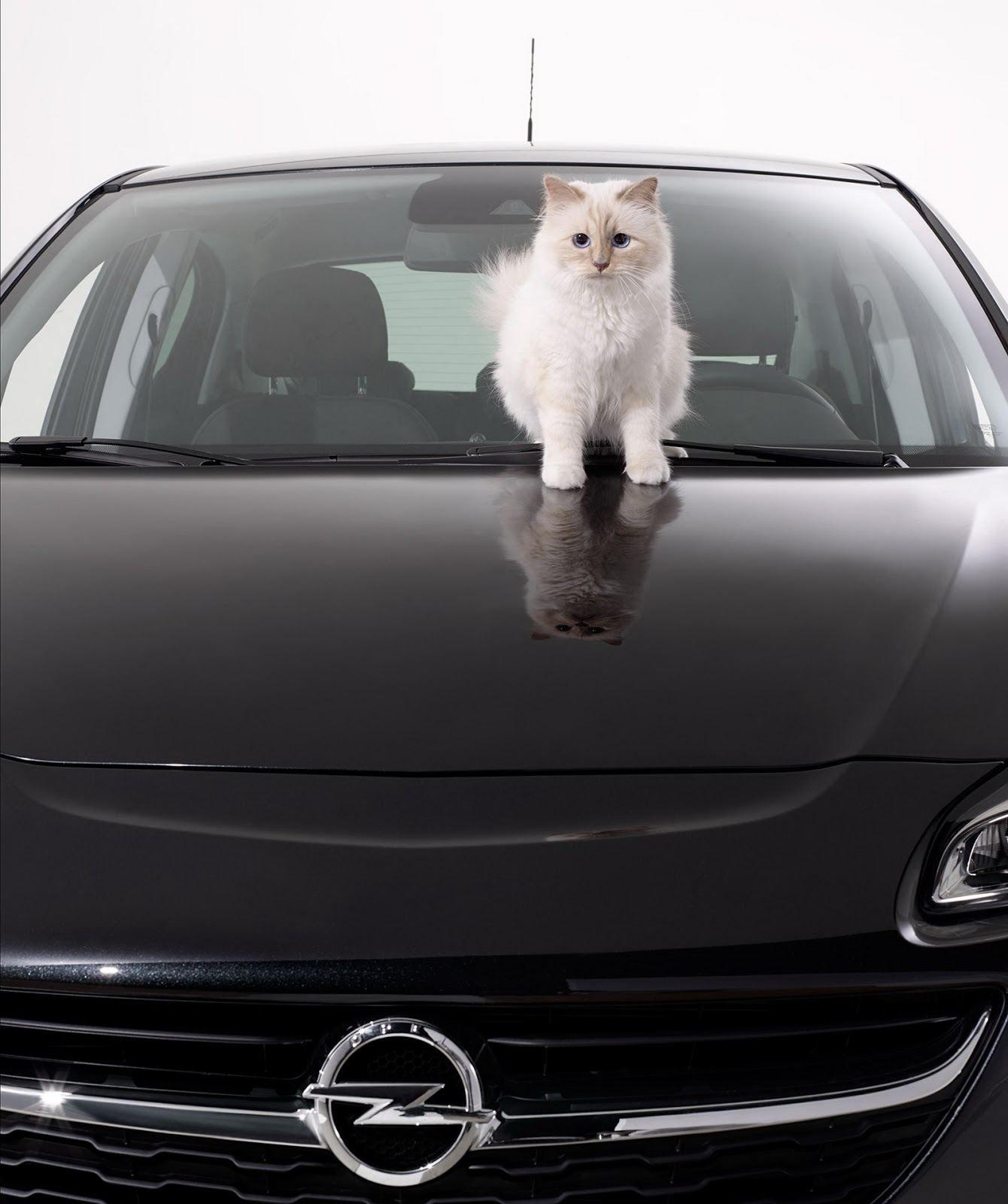 Opel Corsa Callendar with Karl Lagerfeld`s Cat 2015 photo 111225