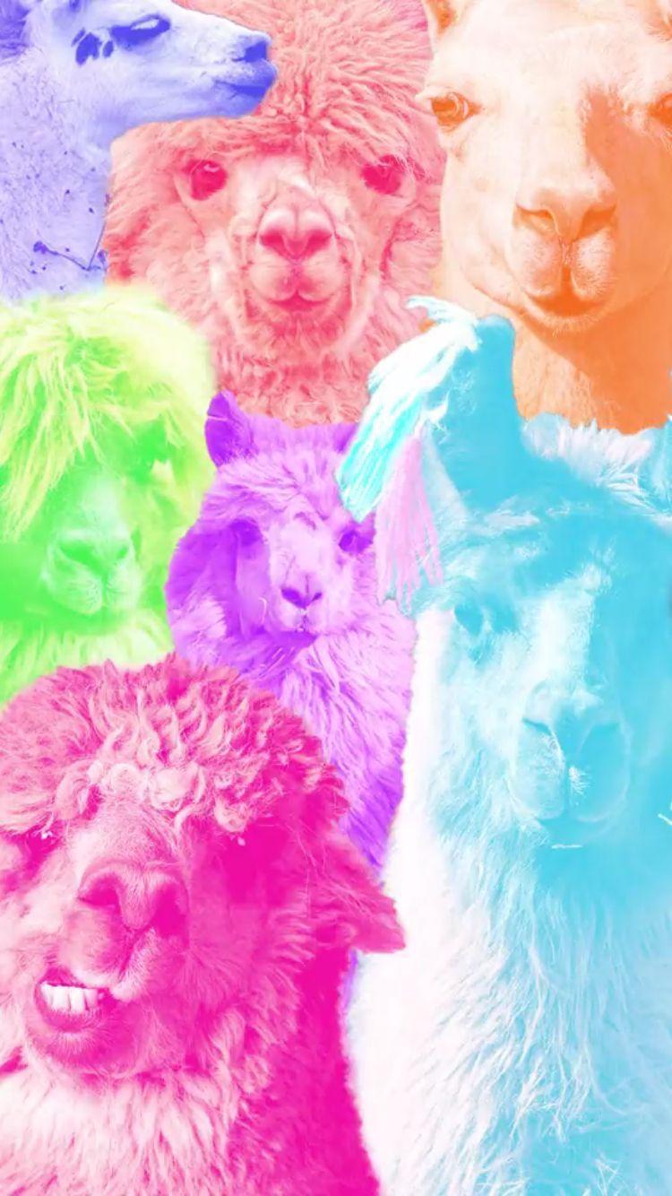 Llama background. llamas. iPhone wallpaper