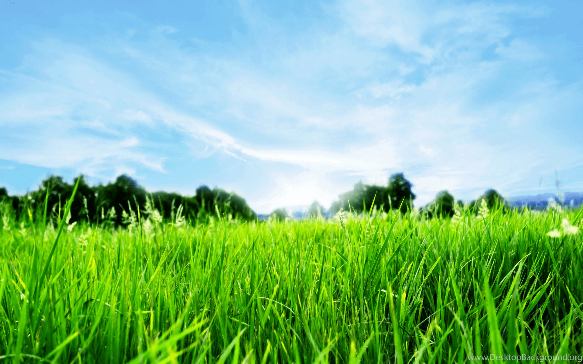 Grass Wallpaper HD Wallpaper Zone Desktop Background