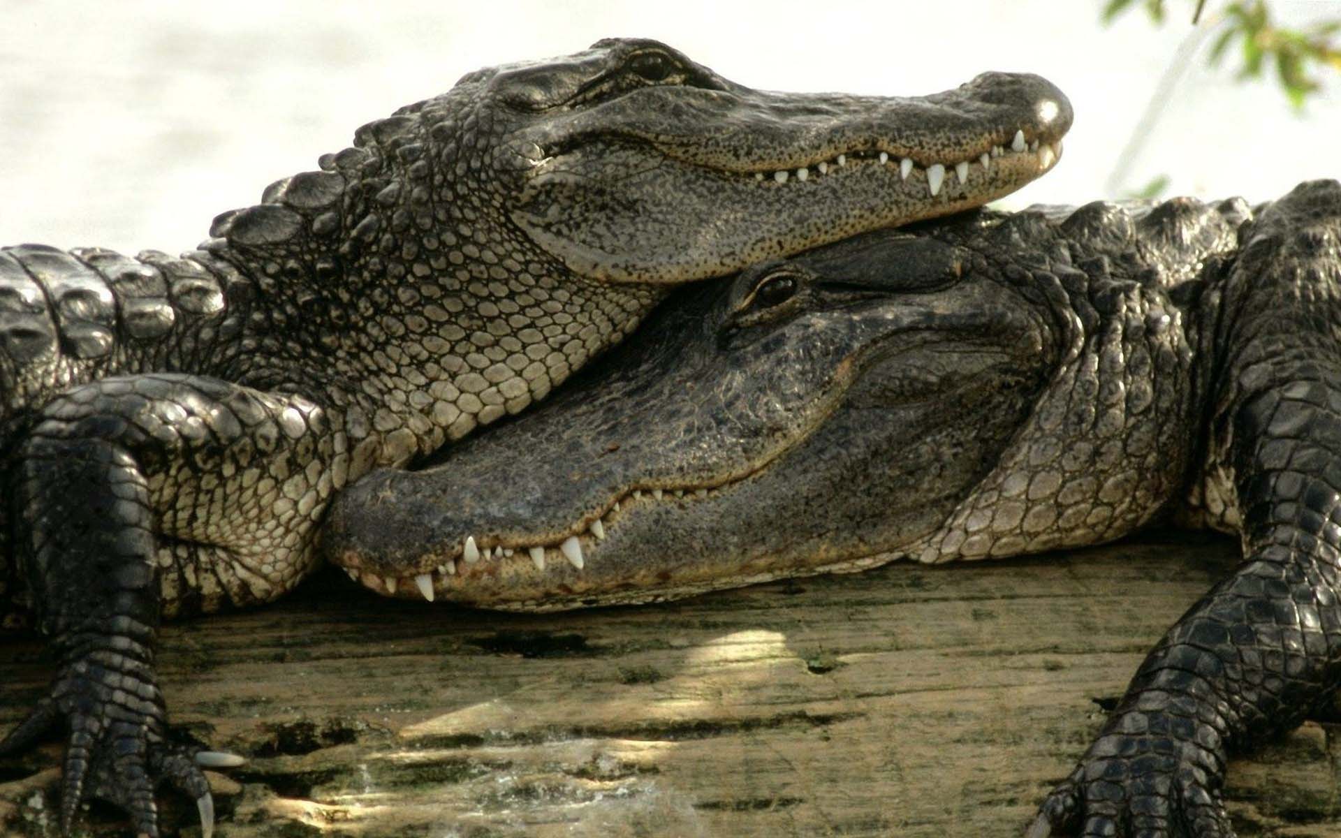 Animal Crocodile Couple Hug Image Wallpaper 1920x1200 PC