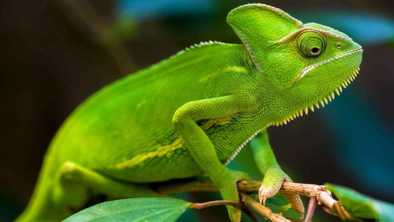 Wallpaper Chameleon, Green, HD, Animals