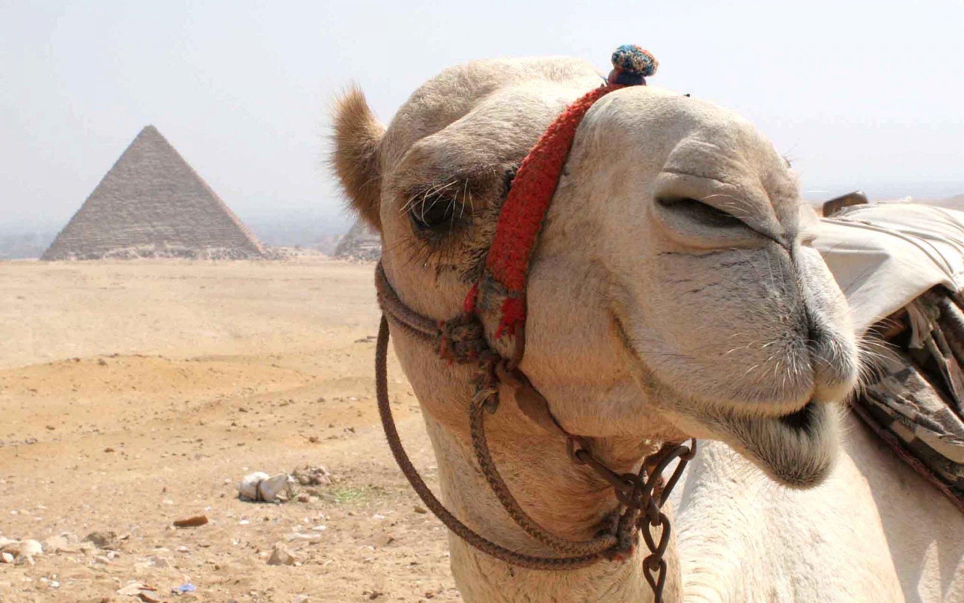 Camel HD Wallpaper and Background Image