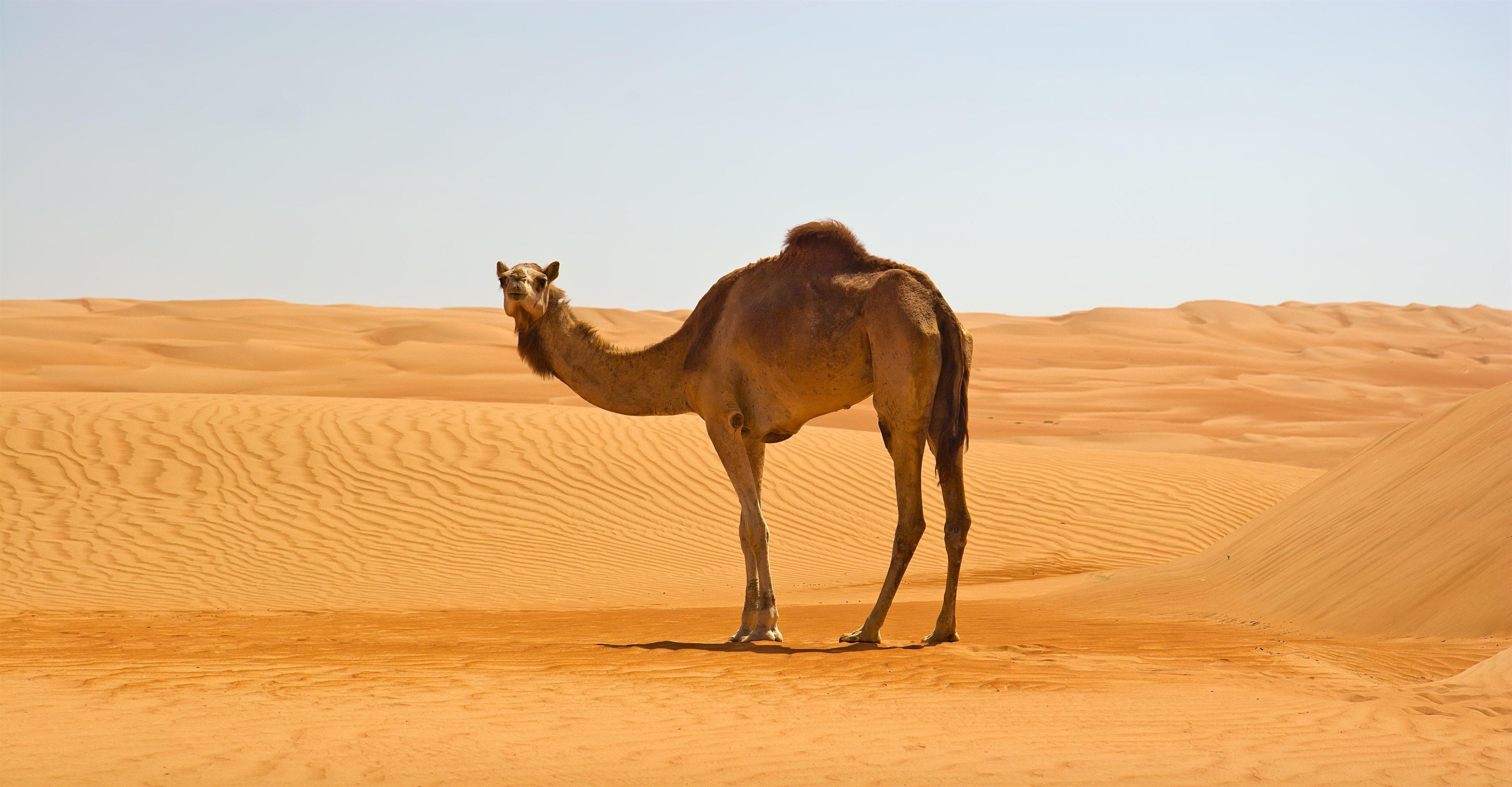 Camel in Namib Desert 4K Wallpaper