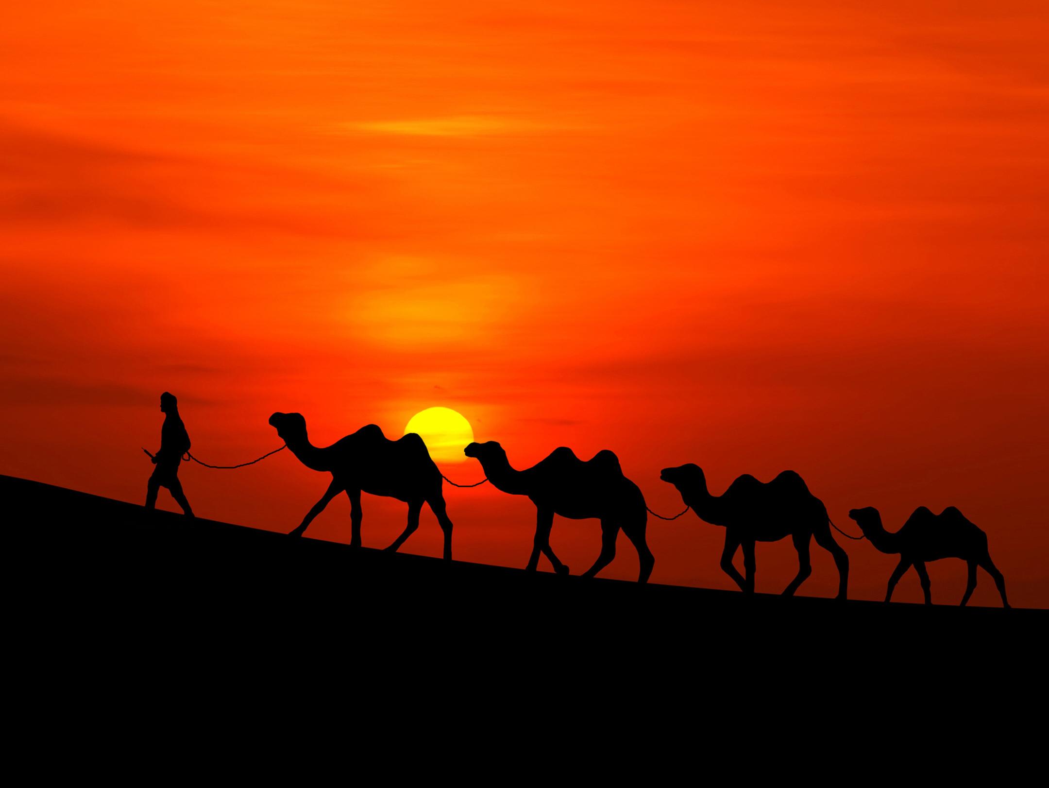 Wallpaper Sunset, Desert, Camels, HD, Nature