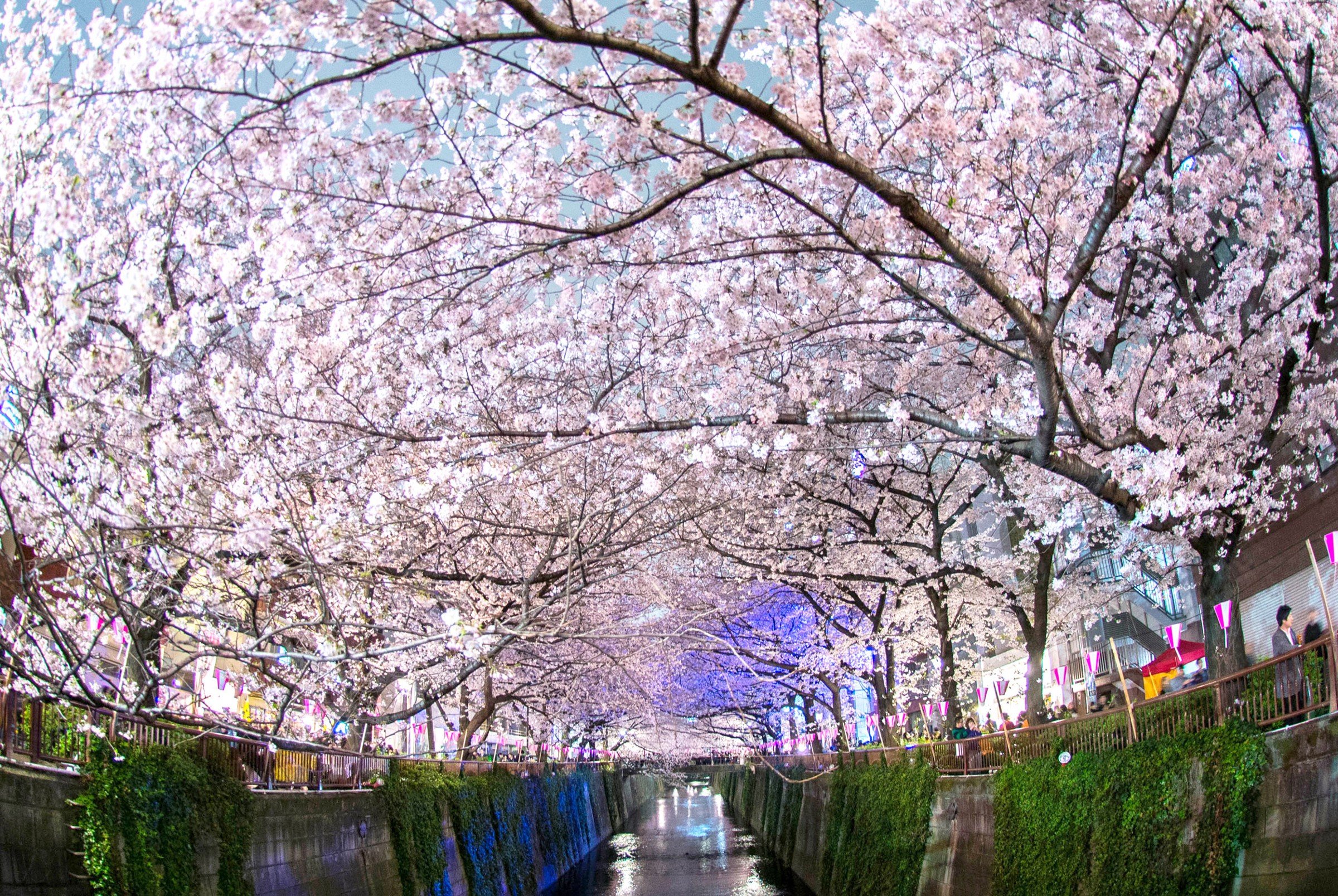 Japan's Cherry Blossom Wallpaper