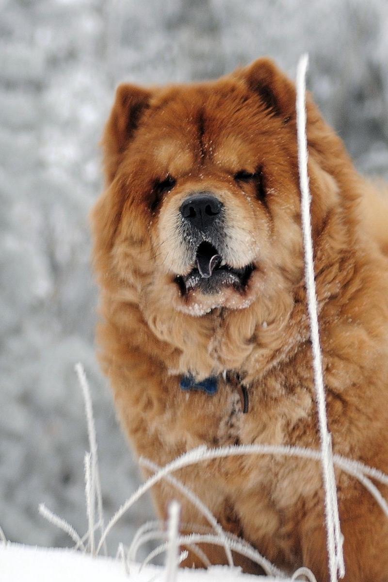 Download Wallpaper 800x1200 Chow Chow, Dog, Face, Fat Iphone 4s 4
